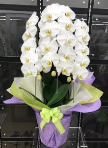 白い胡蝶蘭
