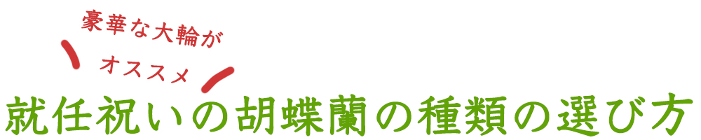 就任祝いの胡蝶蘭の種類の選び方