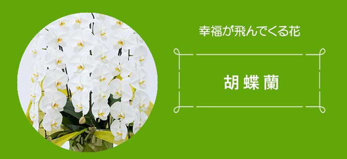 銀婚式にお勧めの胡蝶蘭