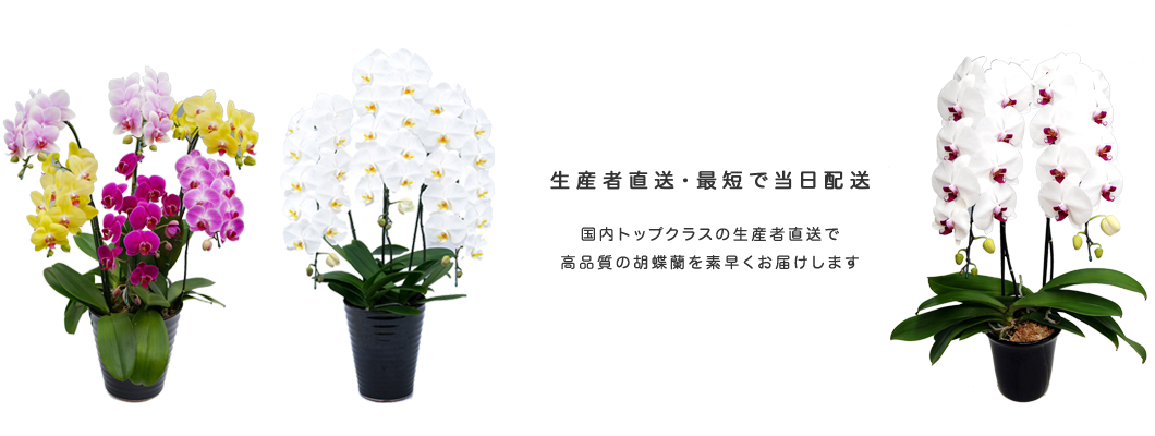 生産者直送・最短で当日配送 国内トップクラスの生産者直送で高品質の胡蝶蘭を素早くお届けします