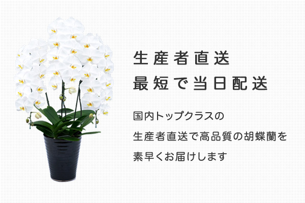 生産者直送・最短で当日配送 国内トップクラスの生産者直送で高品質の胡蝶蘭を素早くお届けします